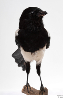 Common magpie Pica pica whole body 0002.jpg